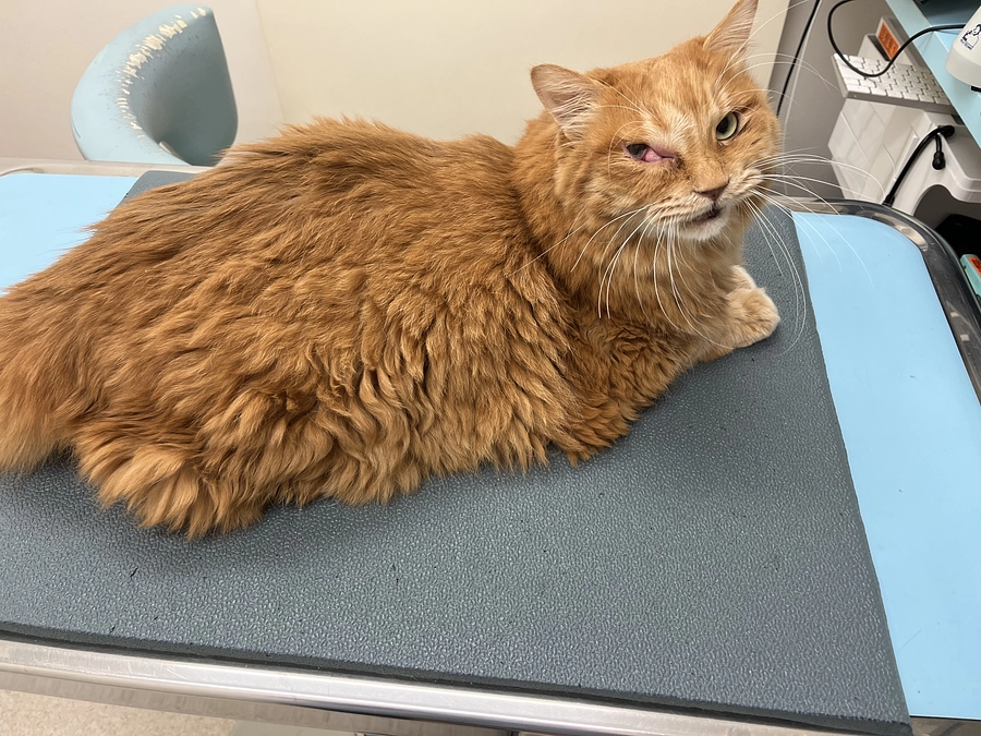 今後の治療について