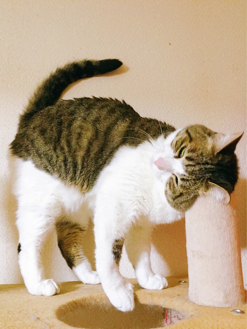 ★モカちゃんはこんな子