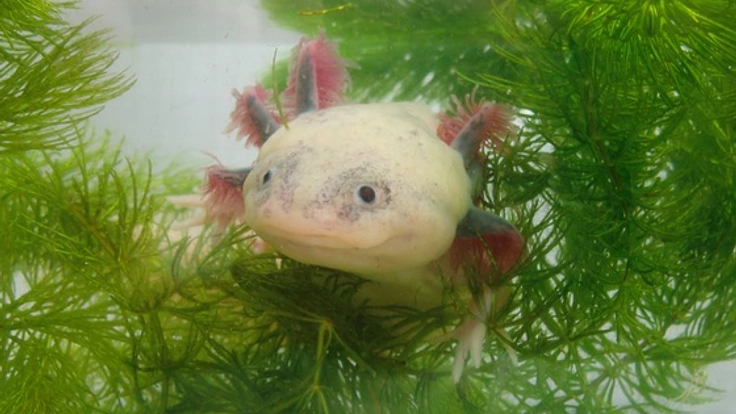 絶滅寸前の野生ウーパールーパーを視察し、保護・繁殖したい!