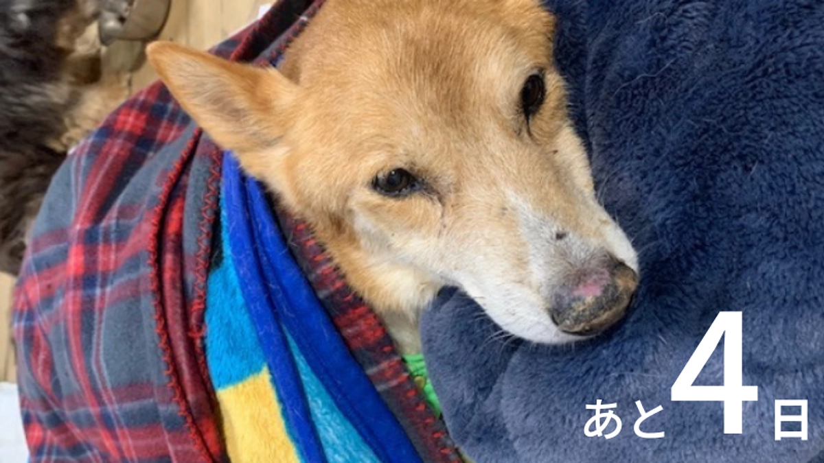 【残り4日！】応援コメントのご紹介