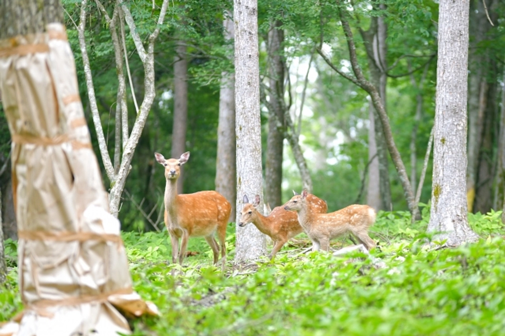 アニマルパスウェイ開発ものがたり 番外 ~シカの道路横断~