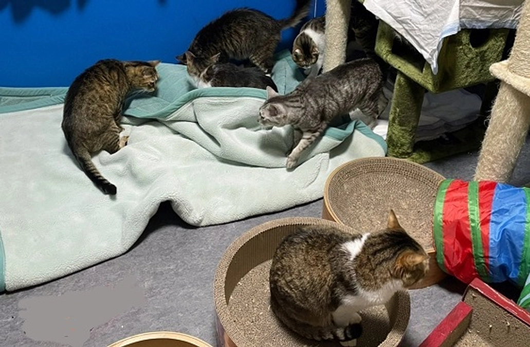 ★猫は、温かいところが好き。