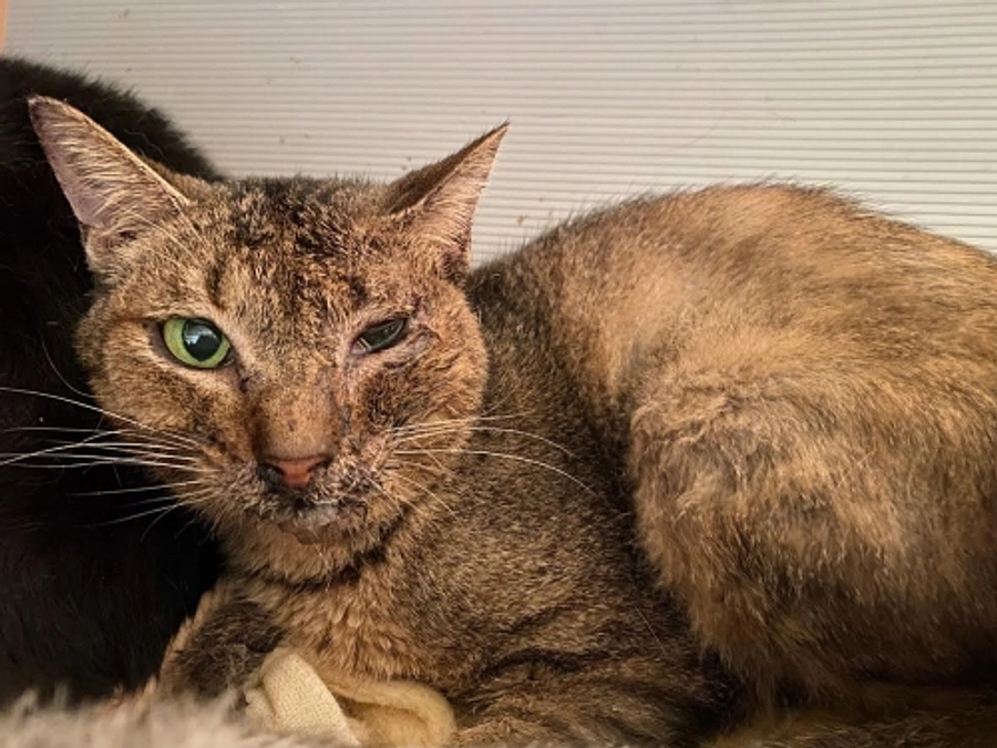 ★トモ君　キジトラ　オス　９才　お顔が腫れあがり病院へ。