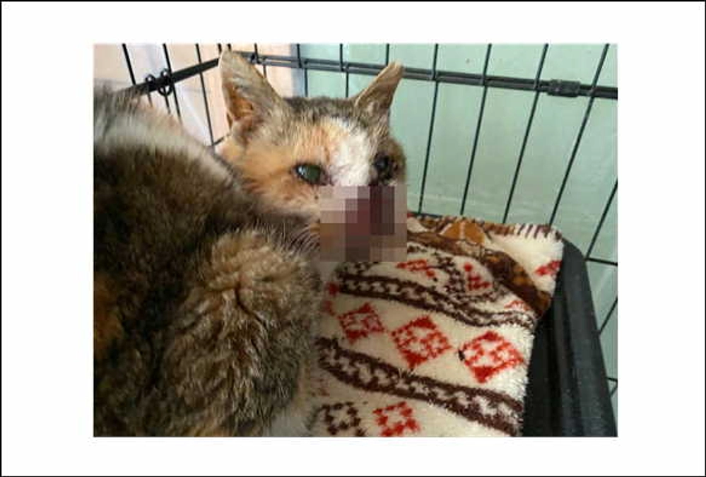 田崎、腹をくくる