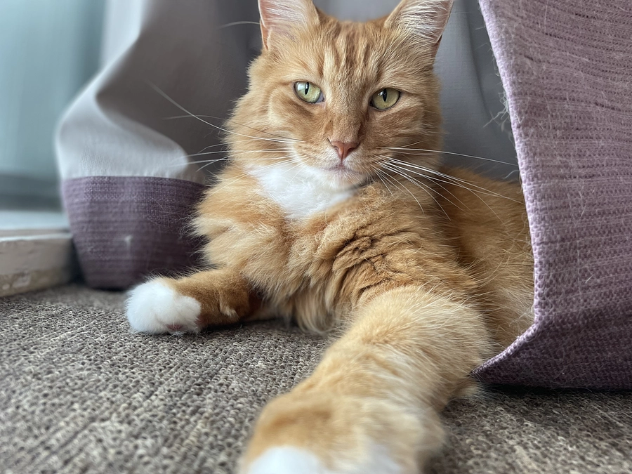 あずきの子分をご紹介