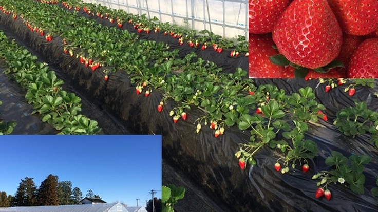 独自開発したおいしいイチゴで福島復興！大量生産を目指します！
