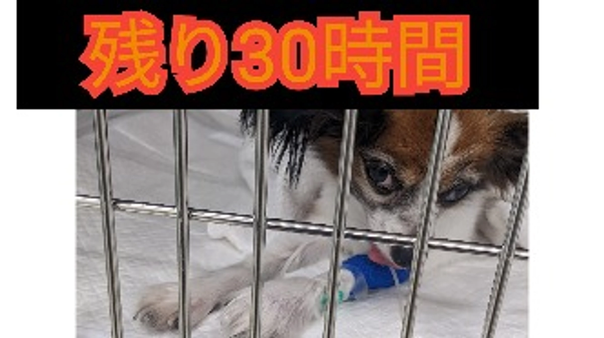 代理支援で頂いたご支援金を反映させていただきました。