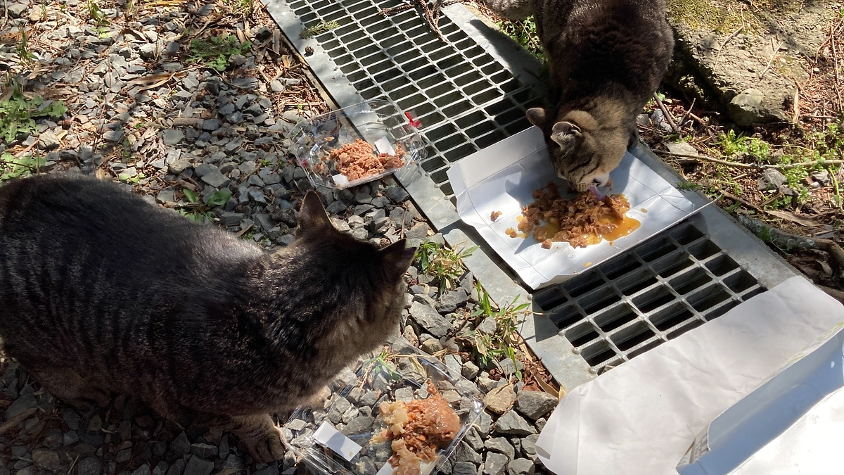 多頭崩壊現場の猫たち