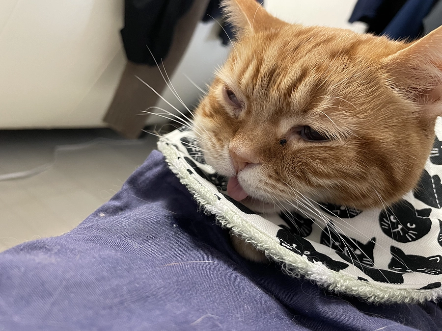 飼い主復活しました！