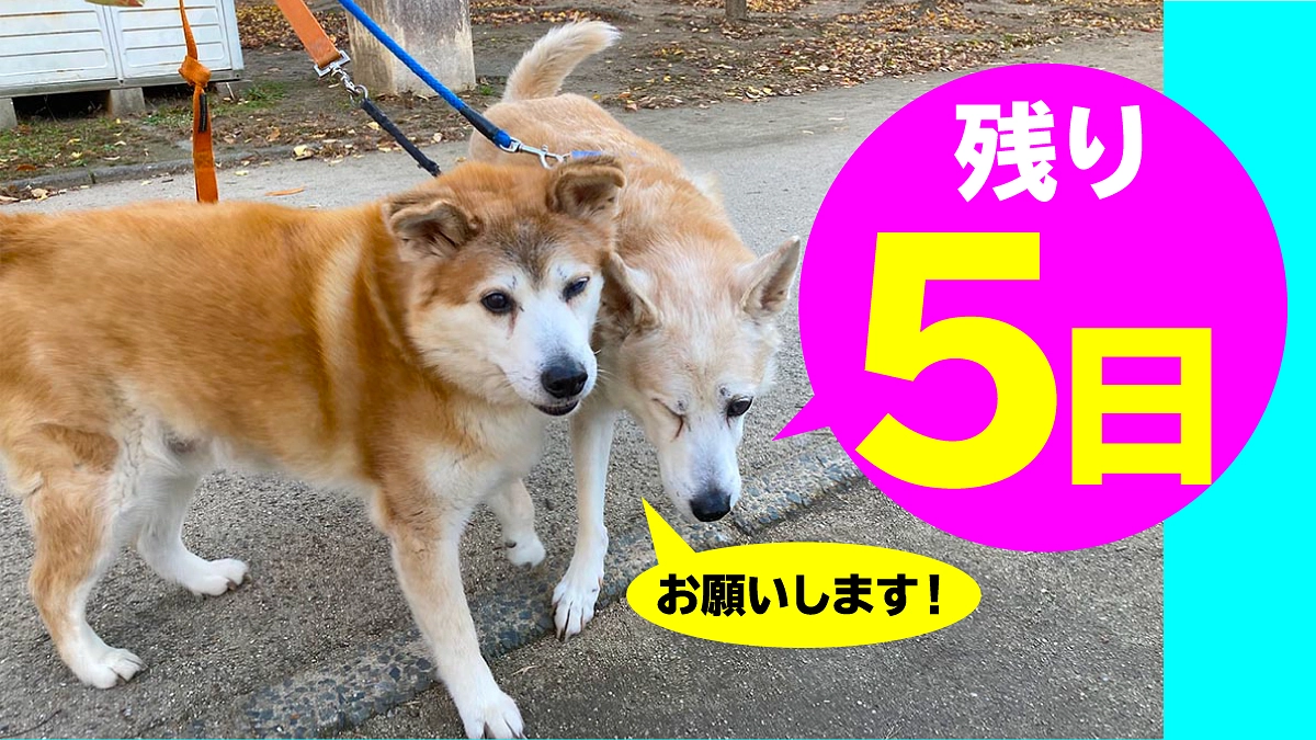 終了まで残り【5日】