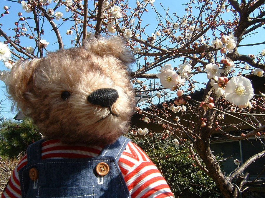 【応援メッセージ#39】図書館ボランティア 関根智子さん