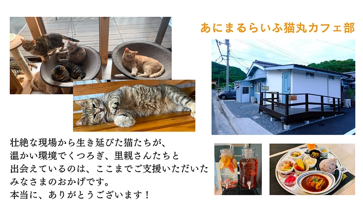 149匹保護から2年半。シェルター増築で、人馴れしない猫にも幸せを 3枚目