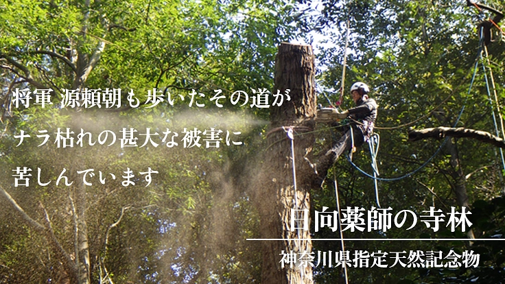 日本三薬師 日向薬師宝城坊|美しい境内と寺宝「獅子頭」を守りたい 2枚目