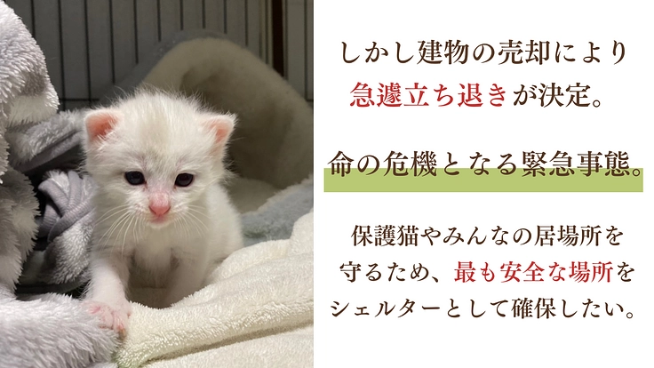 急遽立ち退き決定！猫と人に優しい保護猫シェルターを早急に移転したい 3枚目