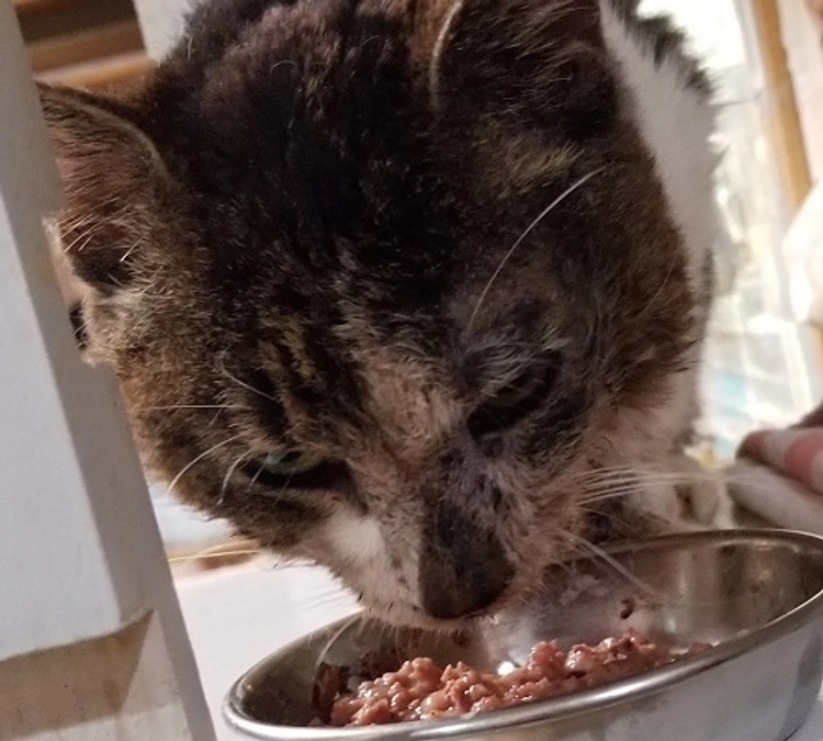 ☆小田原猫　ココちゃん。悪性の癌（扁平上皮癌）の疑い濃厚。