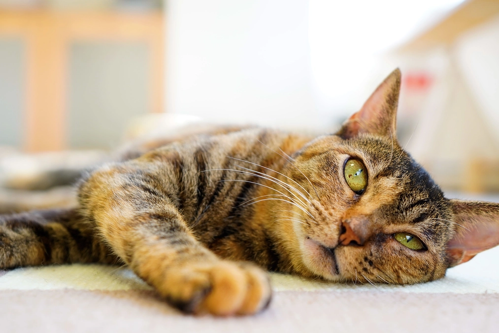 キャットリボン運動をご存知ですか？