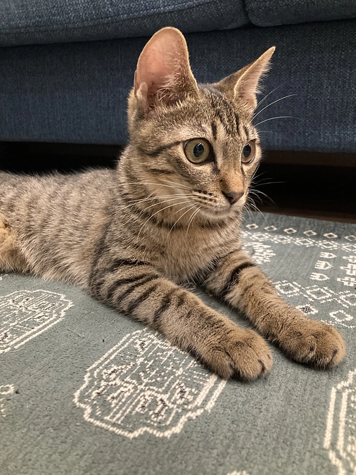 しらす病状経過①