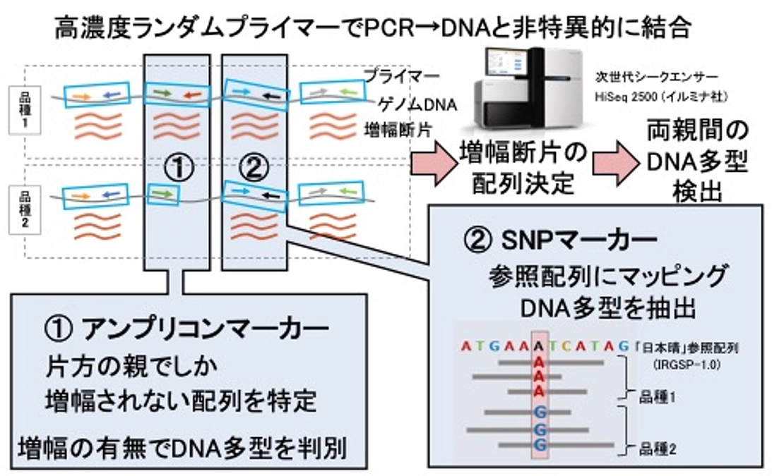 新品種になるイネを使った論文が出ました！