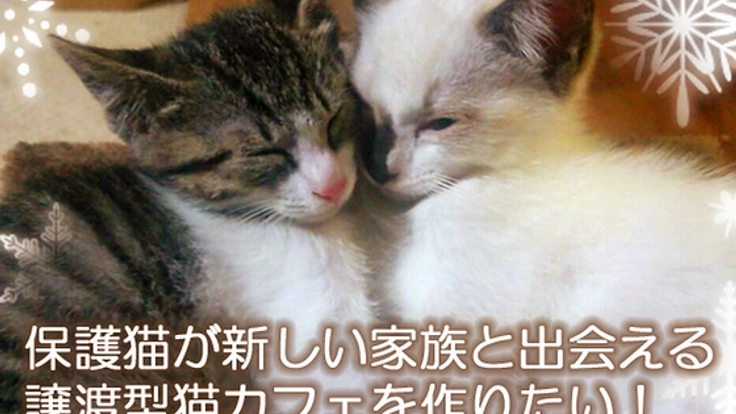 保護猫が新しい家族と出会える譲渡型ネコカフェを作りたい!!