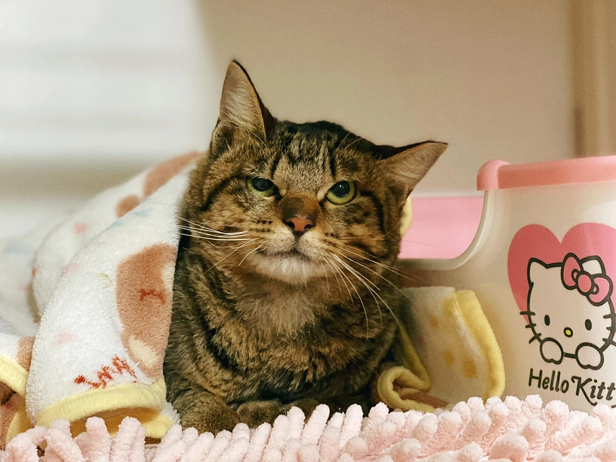 ★すみれちゃん、無事に退院 ありがとうございました。