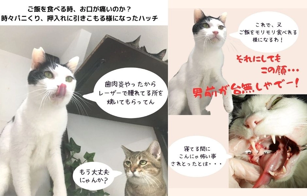 のらくろ・ネック・ハッチの医療費について