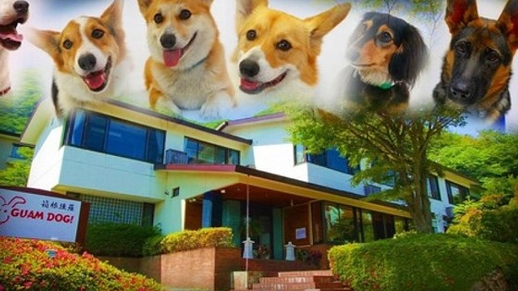 箱根ドッグリゾートの営業危機！12匹のわんこ社員を救いたい！