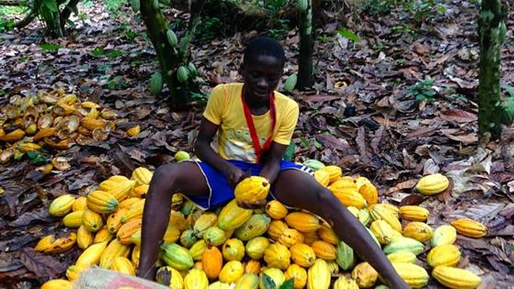 この夏、ガーナ現地まで赴き、皆様にチョコレートを届けます！！