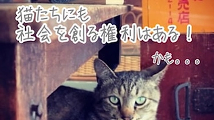 地域猫問題の解決を図りたい★保護猫たちが暮らす町と社会を創りたい！ 2枚目