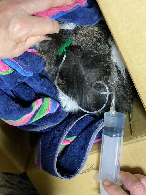 ★小田原多頭猫さんの日常　お母さんの頑張り