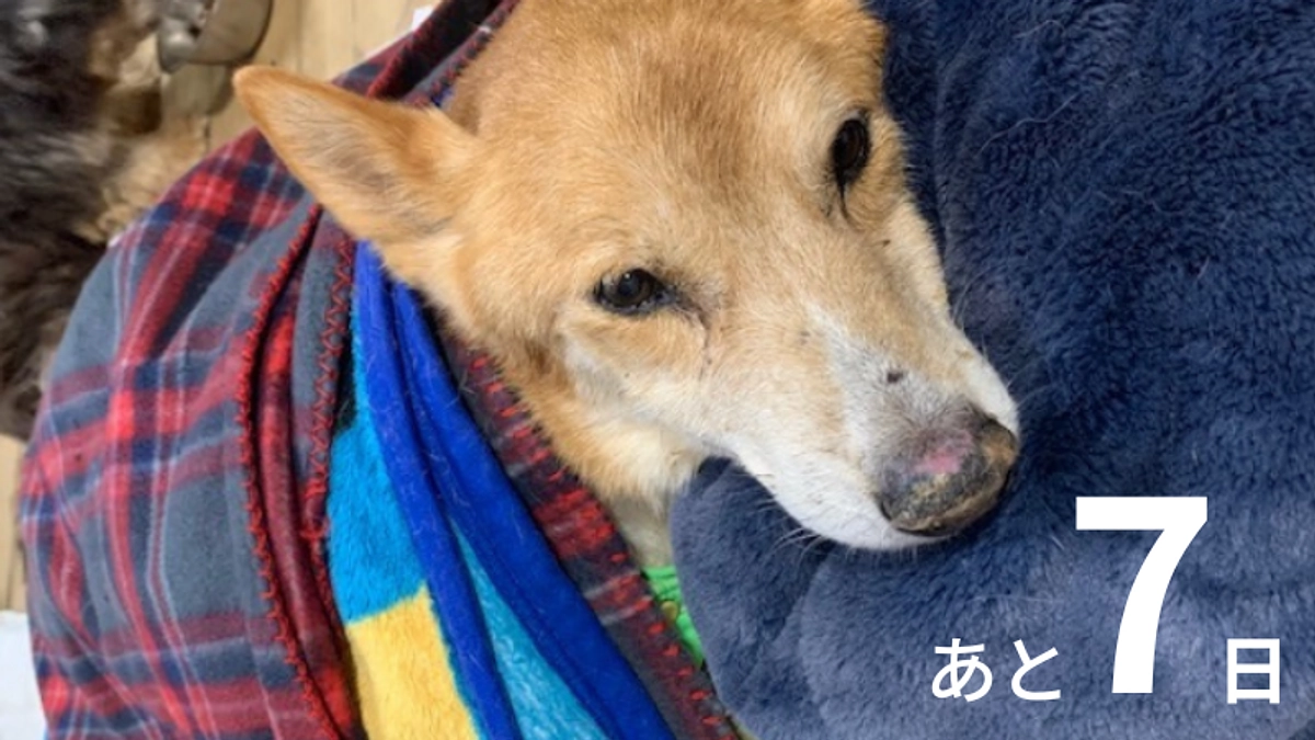 【第二弾プロジェクト残り7日！】まずは500万円の目標に向かって