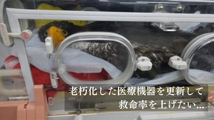傷ついた希少猛禽類の命を全力で救い、より良い共生社会を目指したい！ 3枚目
