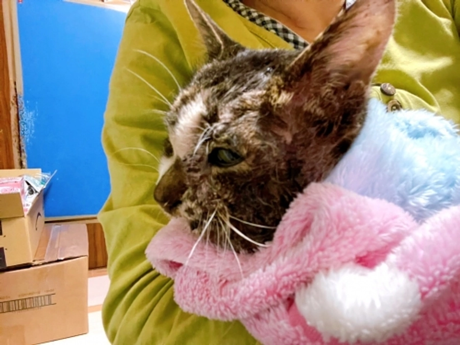 ★ ココがお星さまになりました