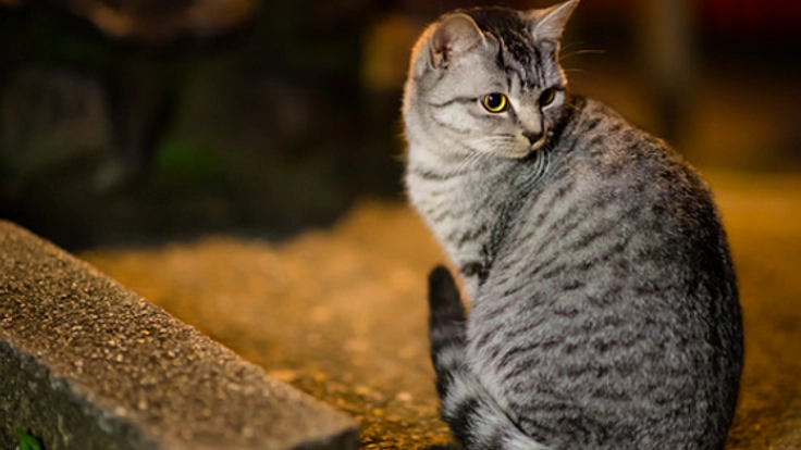 ねこの殺処分ゼロを目指すシェルターの運営危機を解決したい!