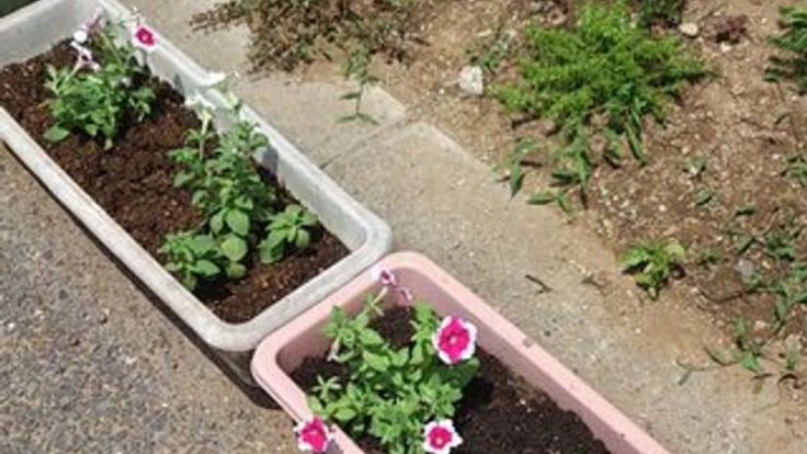 幼稚園や保育園にお花を贈り、生き物の命の儚さを学んで欲しい!