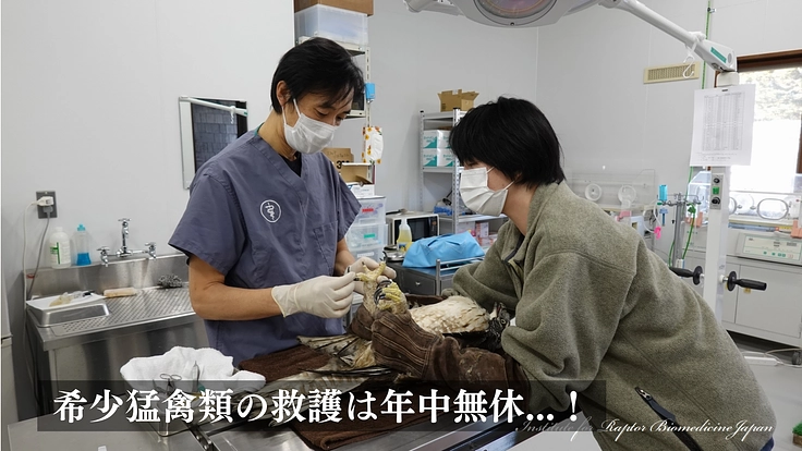 傷ついた希少猛禽類の命を全力で救い、より良い共生社会を目指したい！ 4枚目