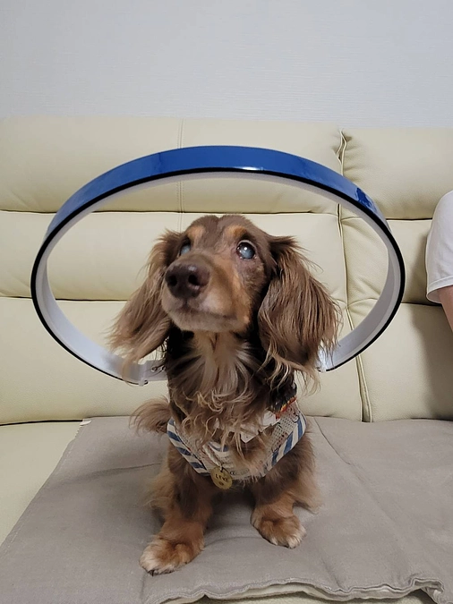 ゴールまであと５日　ご支援お願いします