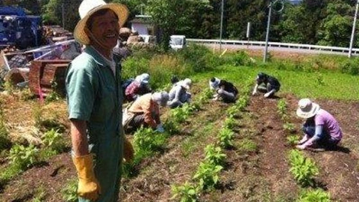 食で南三陸の再生を！食の通信誌発行、菊芋の製品化を行いたい！