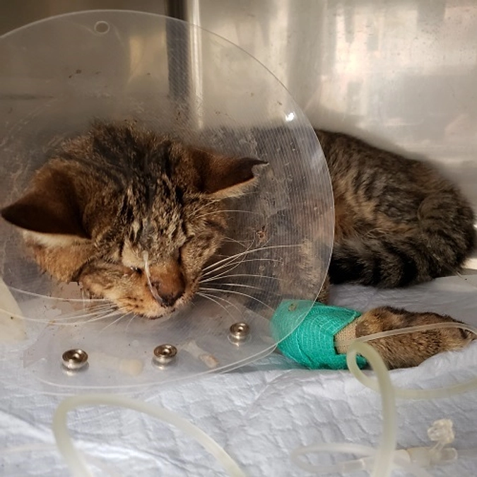 ★埼玉関沢負傷猫すみれちゃん 経過(TNR日本動物福祉病院)