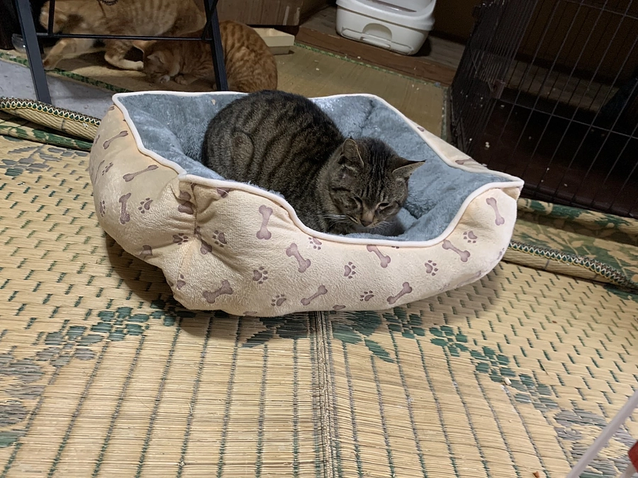 家族で寝込む＆新メンバー紹介