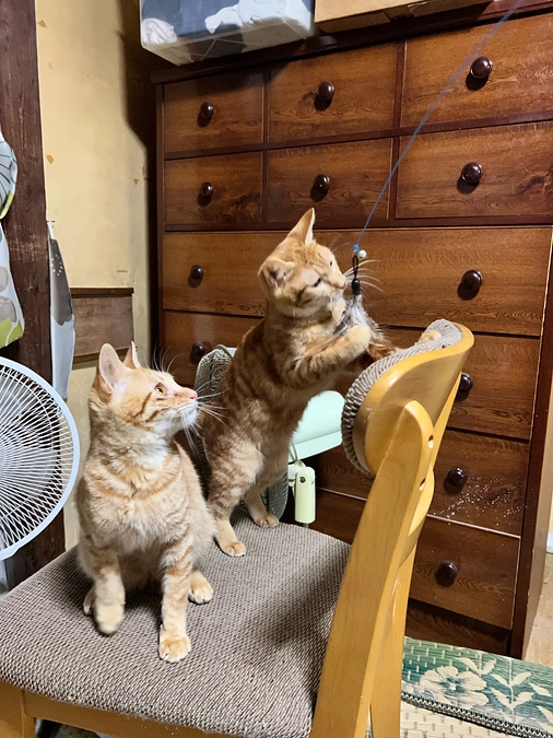 兄弟子猫ちゃん！元気いっぱい＆ビビリ