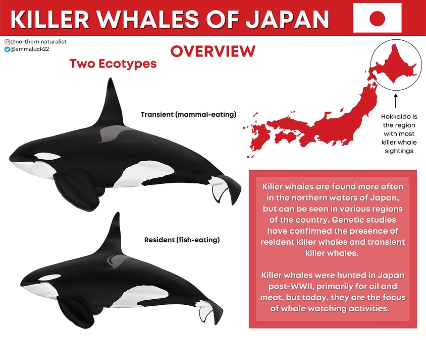 日本のシャチ研究成果を紹介していただきました！
