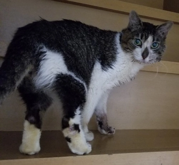 ★ココちゃん扁平上皮癌確定　入院から自宅での緩和ケアの選択