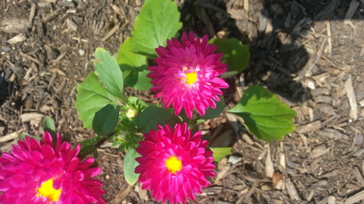 岩手県陸前高田市で津波被害を受けた土地を農地に再生したい！