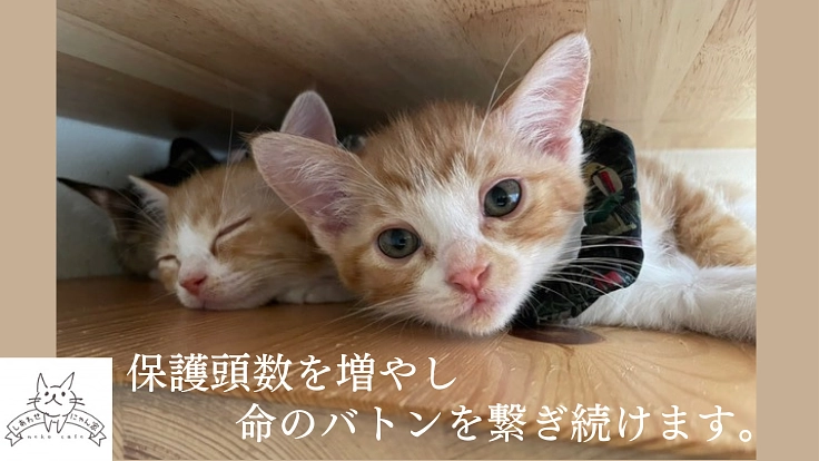 保護猫カフェを移転して、エイズや人馴れしない猫たちにも温かいご縁を 3枚目