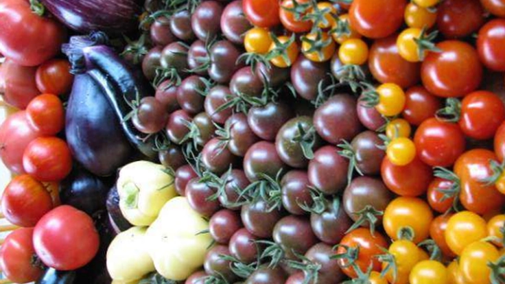 耕作放棄地を活用し無農薬野菜を栽培する農業ハウスを建てたい!