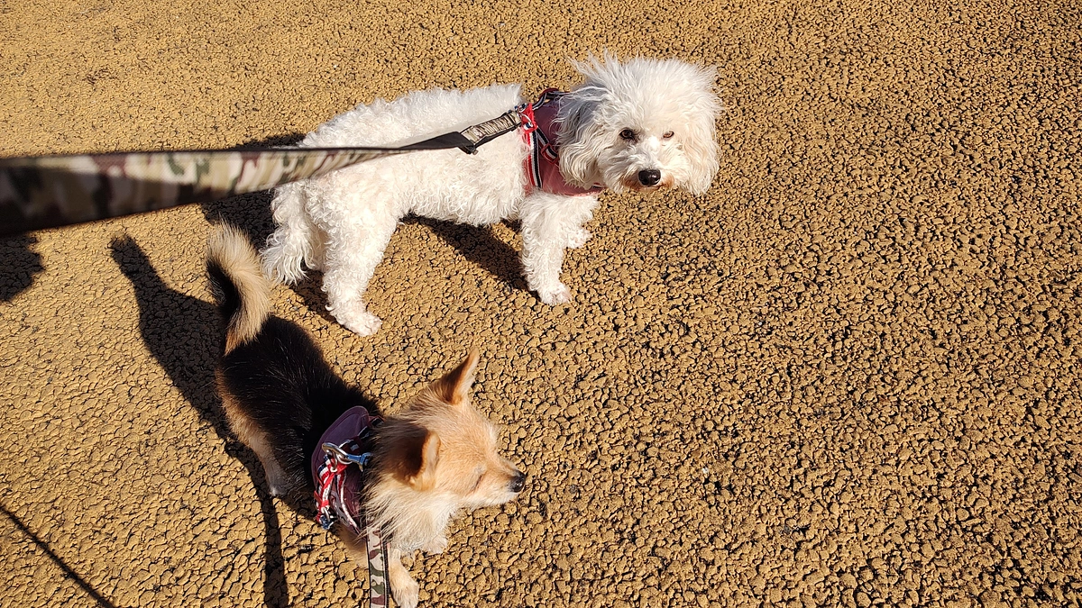 リターン（壁紙）は近日中に発送予定です。