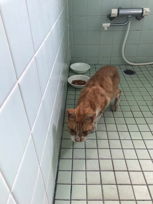 無事捕獲された野良ちゃん