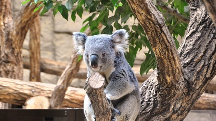 コアラを守りたい！～東山動植物園コアラ応援プロジェクト～（橋川 央