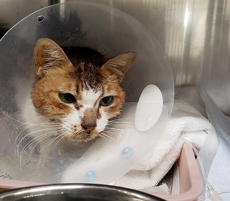 ★ミーナちゃん、心臓も、腎臓も、肝臓も・・・みんな末期・・。