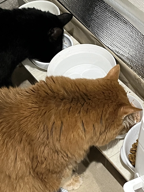 甘えん坊の咲夜です